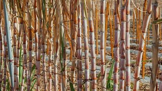 我国农批行业上市企业:2023年前三季度天水众兴菌业科技归属净利润同比增长48.28%
