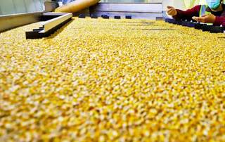 我国玉米深加工行业产业链及相关上市企业情况:金龙鱼、梅花生物营收规模较高