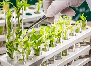 我国生物育种行业:上市企业中丰乐种业招投标信息最多 其次为隆平高科