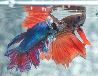 异宠风口之上我国宠物水族快速崛起 海水观赏类与冷水淡水观赏类是主要饲养类型